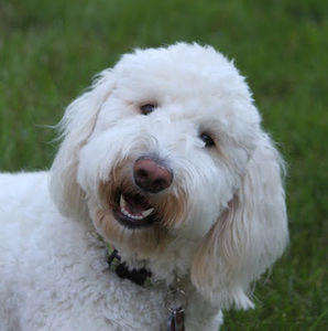 Meet your Posher, Caroline